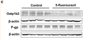 beta Actin Antibody - Fig.
