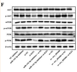 PI3K p85 alpha Antibody - Fig.
