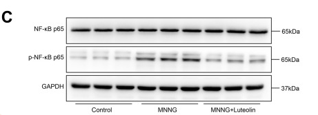 NF-kB p65 Antibody - Figure 6 Luteolin inhibits the activity of the AGE-RAGE signaling pathway.