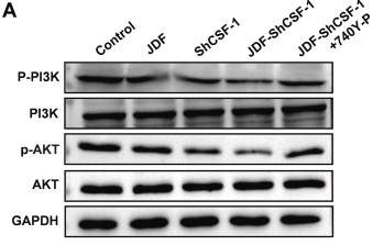 PI3K p85 alpha Antibody - Fig.