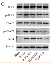 STAT3 Antibody - Fig.