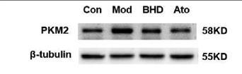 PKM2 Antibody - Figure 5 BHD inhibited protein and mRNA expression of pyruvate kinase M2 (PKM2) and hypoxia-inducible factor-1 alpha (HIF-1α) as well as its target genes (GLUT1, PDK1, lactate dehydrogenase A [LDHA]) in aortas after high fat diet treatment.