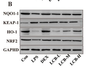 GAPDH Antibody - Figure 4.