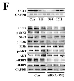 PI3K p85 alpha Antibody - Fig.