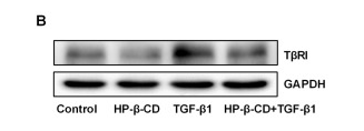 TGFBR1 Antibody - Figure 2.