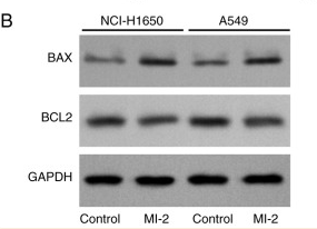 Bcl-2 Antibody - Figure 5.