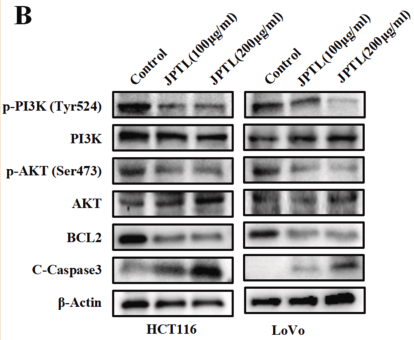PI3K p85 alpha Antibody - Fig.