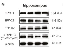 ERK1/2 Antibody - Figure 8.