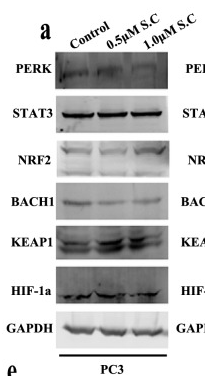 HIF1A Antibody - Fig.