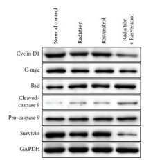 Caspase 9 Antibody - Figure 4 The effects of radiation and resveratrol on apoptosis and cell cycle of tumor tissues in GBM rats (a) TUNEL staining was applied to examine apoptosis of brain tissue.