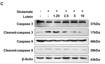 Cleaved-Caspase 9 (Asp353) Antibody - Figure 3.