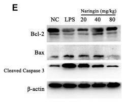 Bcl-2 Antibody - FIGURE 1.