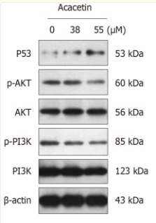 beta Actin Antibody - Figure 12.