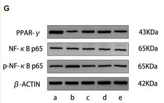 beta Actin Antibody - FIGURE 5.
