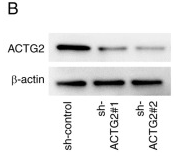 beta Actin Antibody - Figure 8.