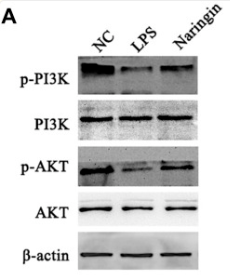 PI3K p85 alpha Antibody - FIGURE 6.