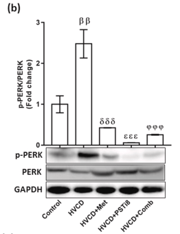 PERK Antibody - Figure 8 Combination therapy ameliorated the ER stress-induced PERK-eIF2a pathway and improved insulin signaling.