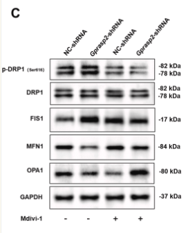 DRP1 Antibody - Fig.