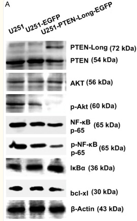 beta Actin Antibody - Figure 3.
