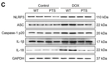 Caspase 1 Antibody - FIGURE 2 PTS reduces reduction of NLRP3 inflammasome and apoptosis in DOX-treated mice.