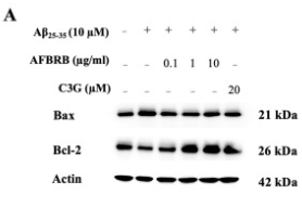 Bcl-2 Antibody - Figure 3.