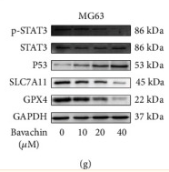 STAT3 Antibody - Figure 4 Bavachin induces GSH depletion and lipid peroxidation accumulation in osteosarcoma (OS) cells.