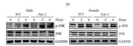 Phospho-JNK1/2/3 (Thr183+Tyr185) Antibody - Figure 3 n-3 PUFA-modulated hepatic oxidative response and autophagy activation against APAP toxicity is distinct between male and female mice.