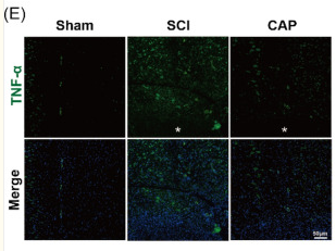 TNF alpha Antibody - Figure 3.
