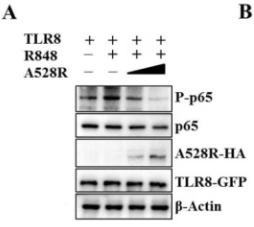 NF-kB p65 Antibody - Figure 2.