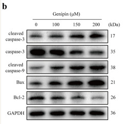 Cleaved-Caspase 9 (Asp353) Antibody - Fig.