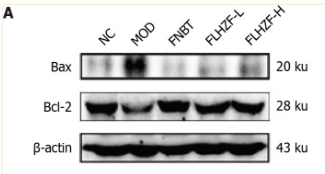 beta Actin Antibody - Figure 9.