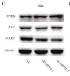 PTEN Antibody - Figure 3.