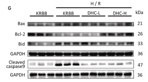Cleaved-Caspase 9 (Asp353) Antibody - Fig.
