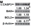 beta Actin Antibody - Fig.