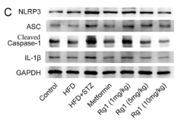 Caspase 1 Antibody - Fig.