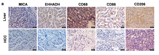 CD86 Antibody - Figure 2.