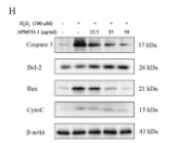 Bcl-2 Antibody - Fig.