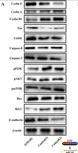 Phospho-mTOR (Ser2448) Antibody - Figure 9.