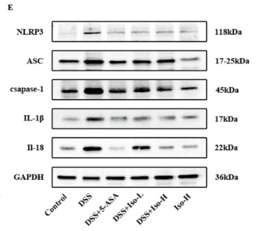 GAPDH Antibody - Fig.