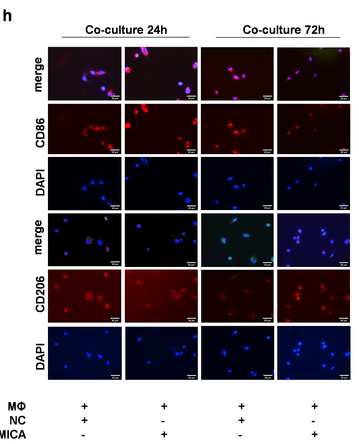 CD86 Antibody - Figure 4.