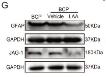 GAPDH Antibody - Figure 2.