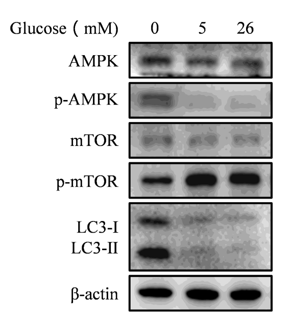 AMPK alpha Antibody - Figure 3.