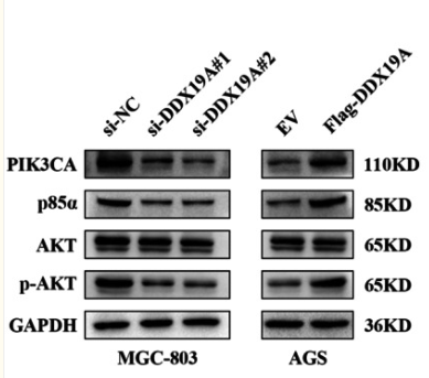 Phospho-AKT1/2/3 (Ser473) Antibody - Fig.