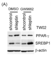 PPAR gamma Antibody - Figure 3.