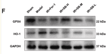 GAPDH Antibody - Fig.