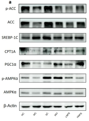 beta Actin Antibody - Fig.