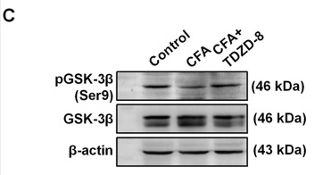 Phospho-GSK3 beta (Ser9) Antibody - Fig 3.
