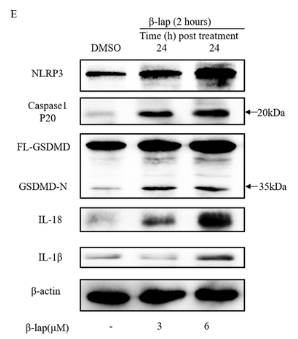 GSDMD Antibody - Figure 4.