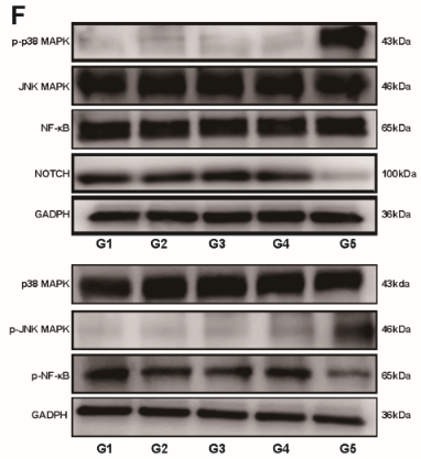 Phospho-JNK1/2/3 (Thr183+Tyr185) Antibody - Figure 5.