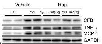 TNF-alpha Antibody - Fig.